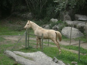 Conhaque